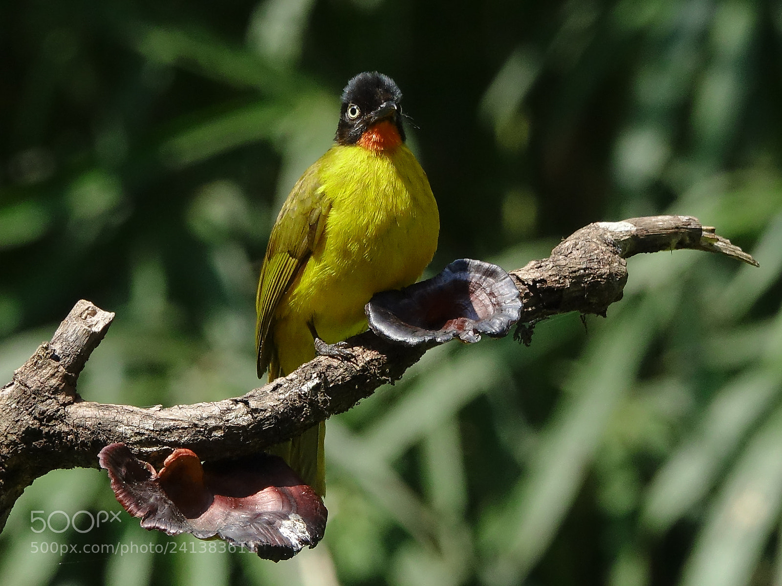 Sony Cyber-shot DSC-RX10 III sample photo. Flame-throated bulbul photography