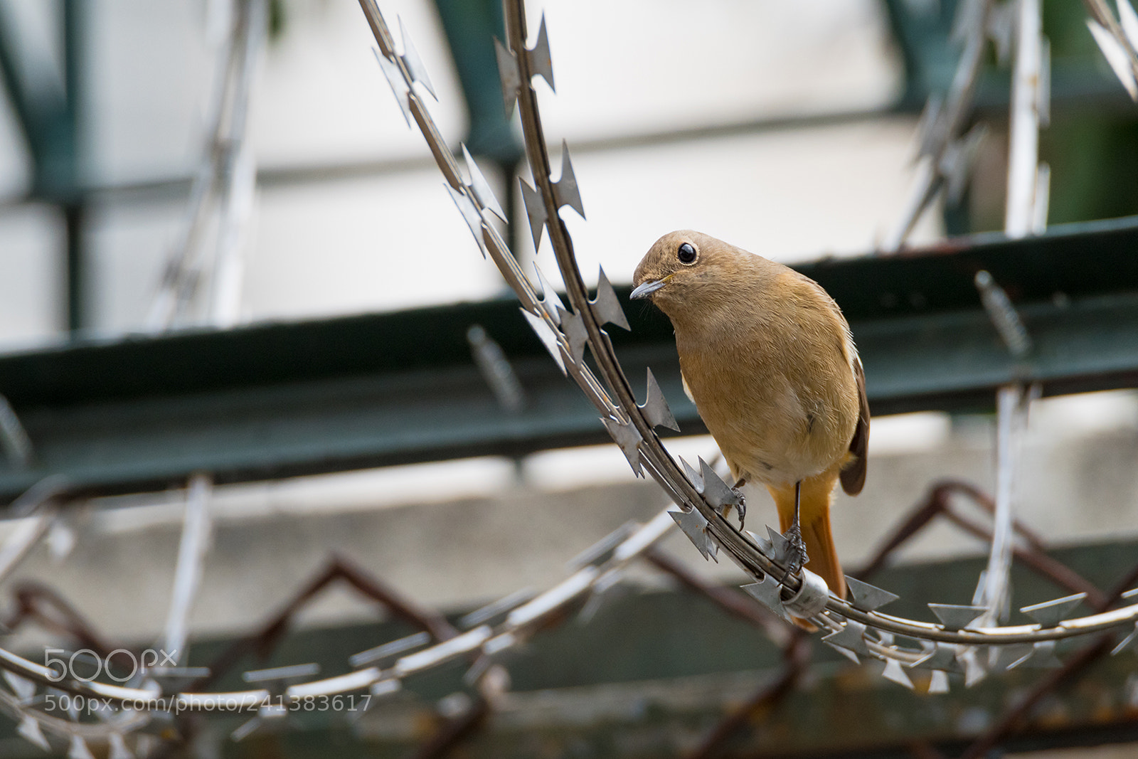 Nikon D810 sample photo. Daurian redstart couple photography