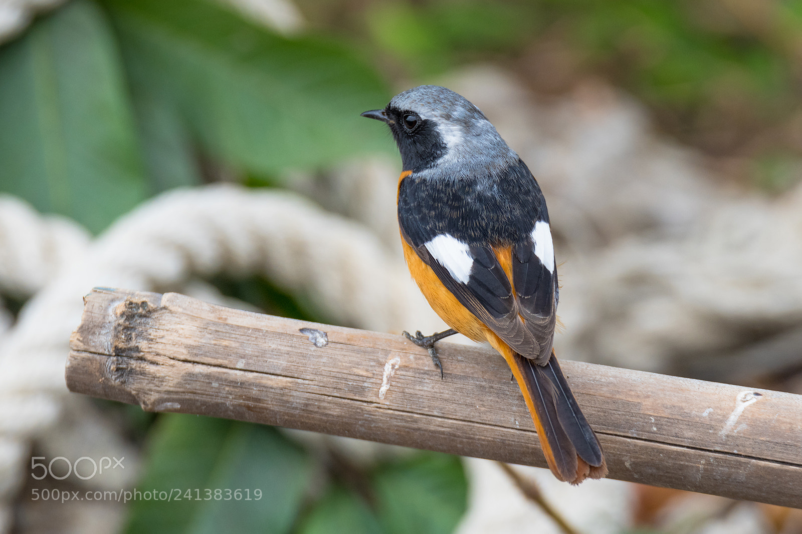 Nikon D810 sample photo. Daurian redstart couple photography