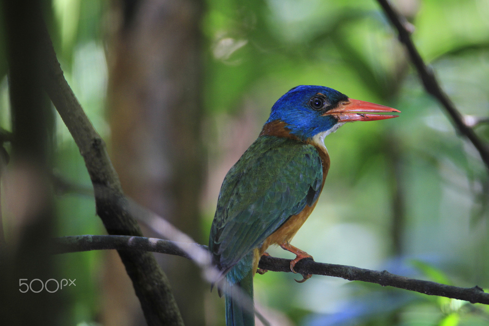 Tamron SP 150-600mm F5-6.3 Di VC USD sample photo. Green-backed kingfisher photography