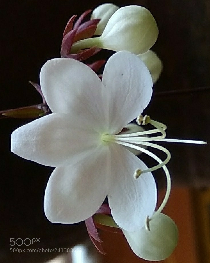 Xiaomi MI MAX sample photo. Flower and buds photography