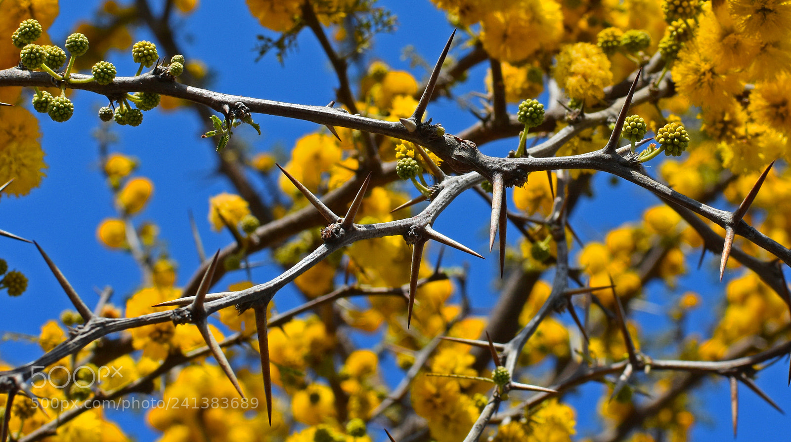 Nikon D7200 sample photo. Espinillo photography