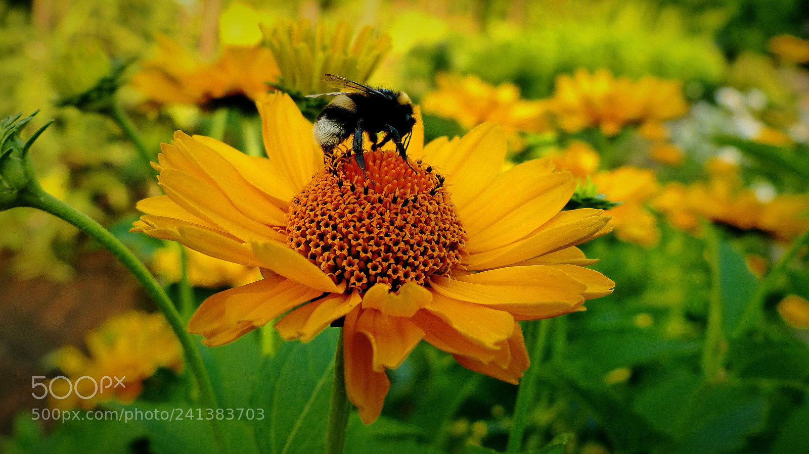 Panasonic Lumix DMC-FZ200 sample photo. Bumblebee and flowers. photography