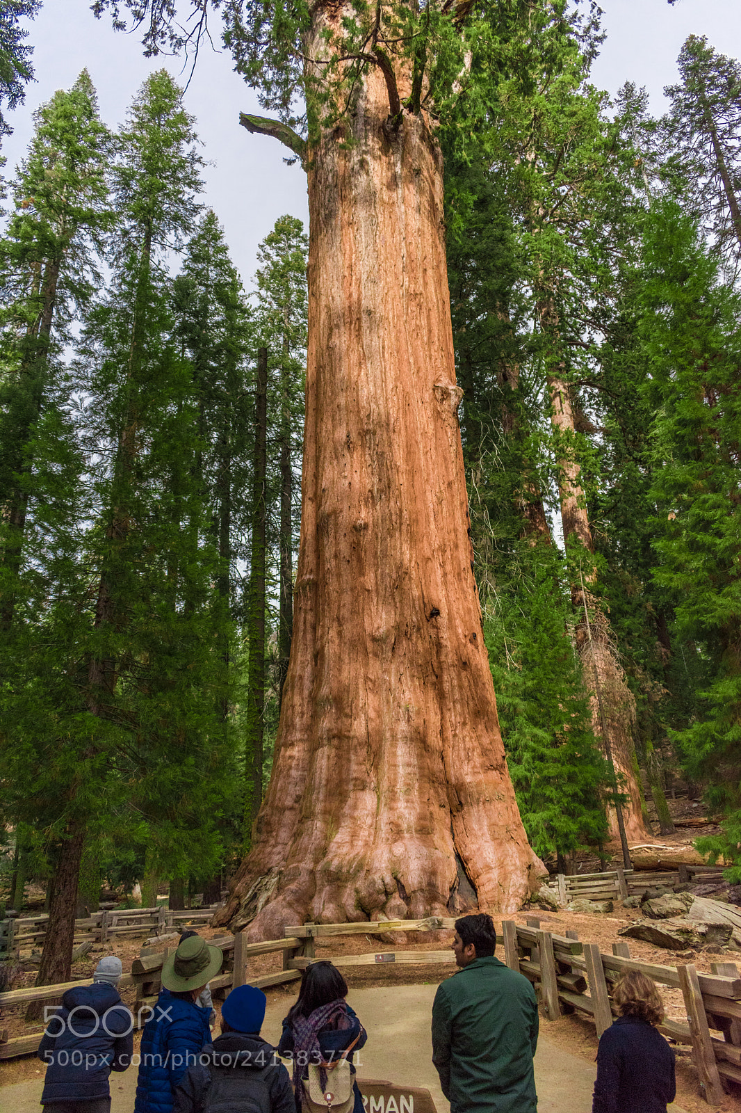 Nikon D5500 sample photo. General sherman tree photography