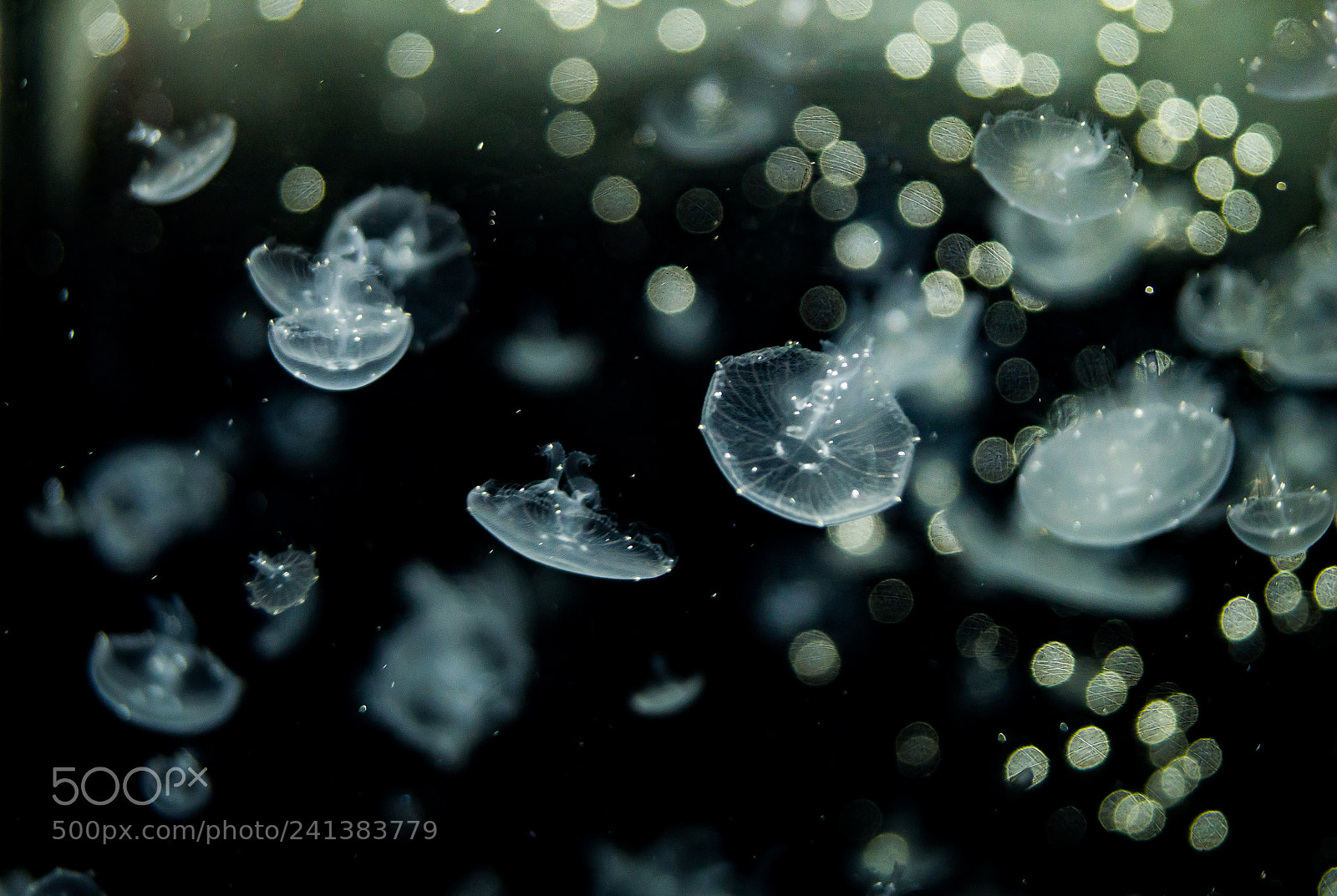 Sony SLT-A37 sample photo. Jellyfish photography