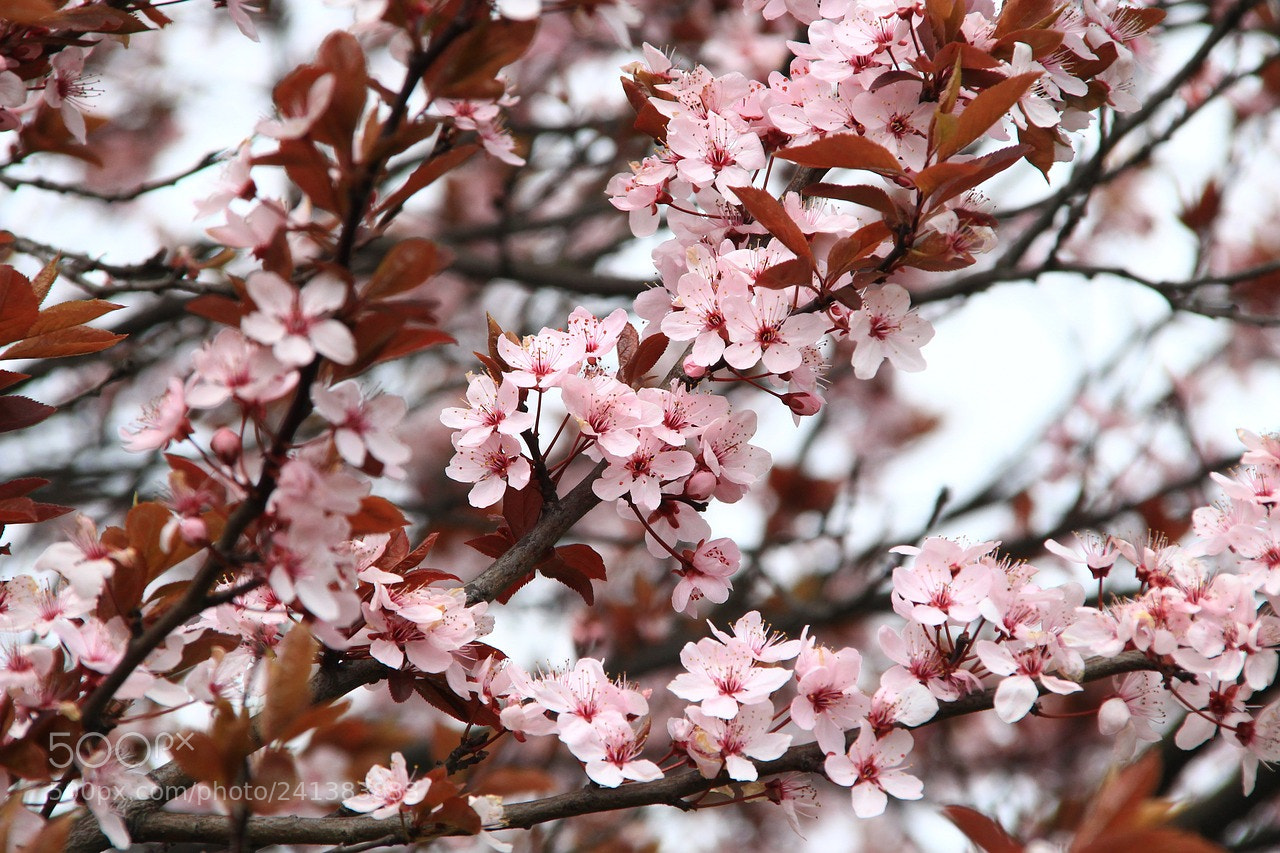 Canon EOS 100D (EOS Rebel SL1 / EOS Kiss X7) sample photo. Spring photography