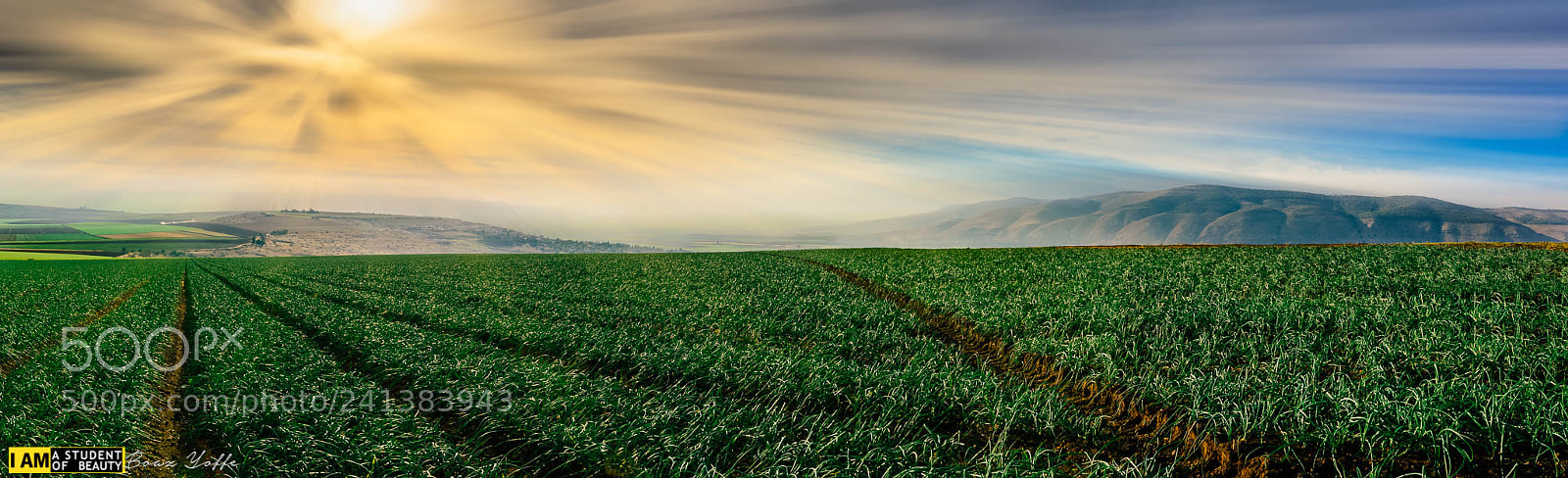 Nikon D7100 sample photo. Onion fields pano emek photography
