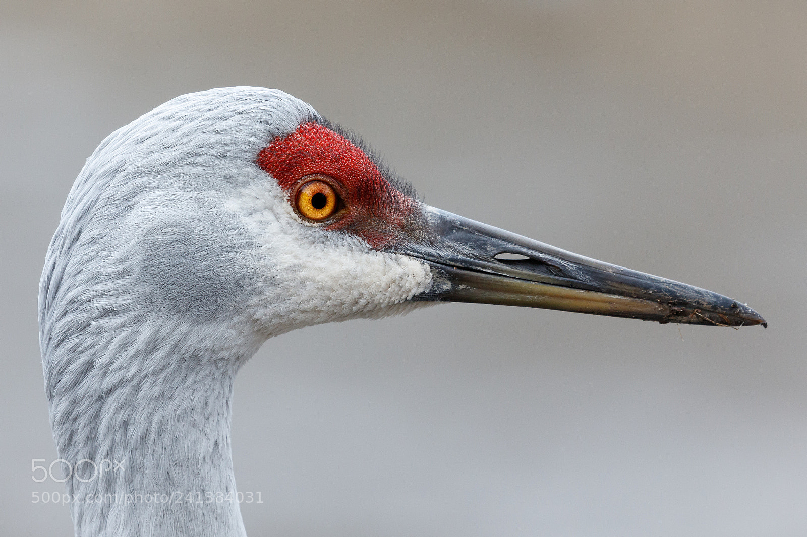 Canon EOS 5DS R sample photo. Detail photography