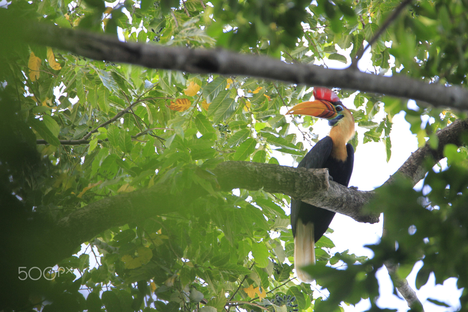 Tamron SP 150-600mm F5-6.3 Di VC USD sample photo. Endemic knobbed hornbill of sulawesi photography