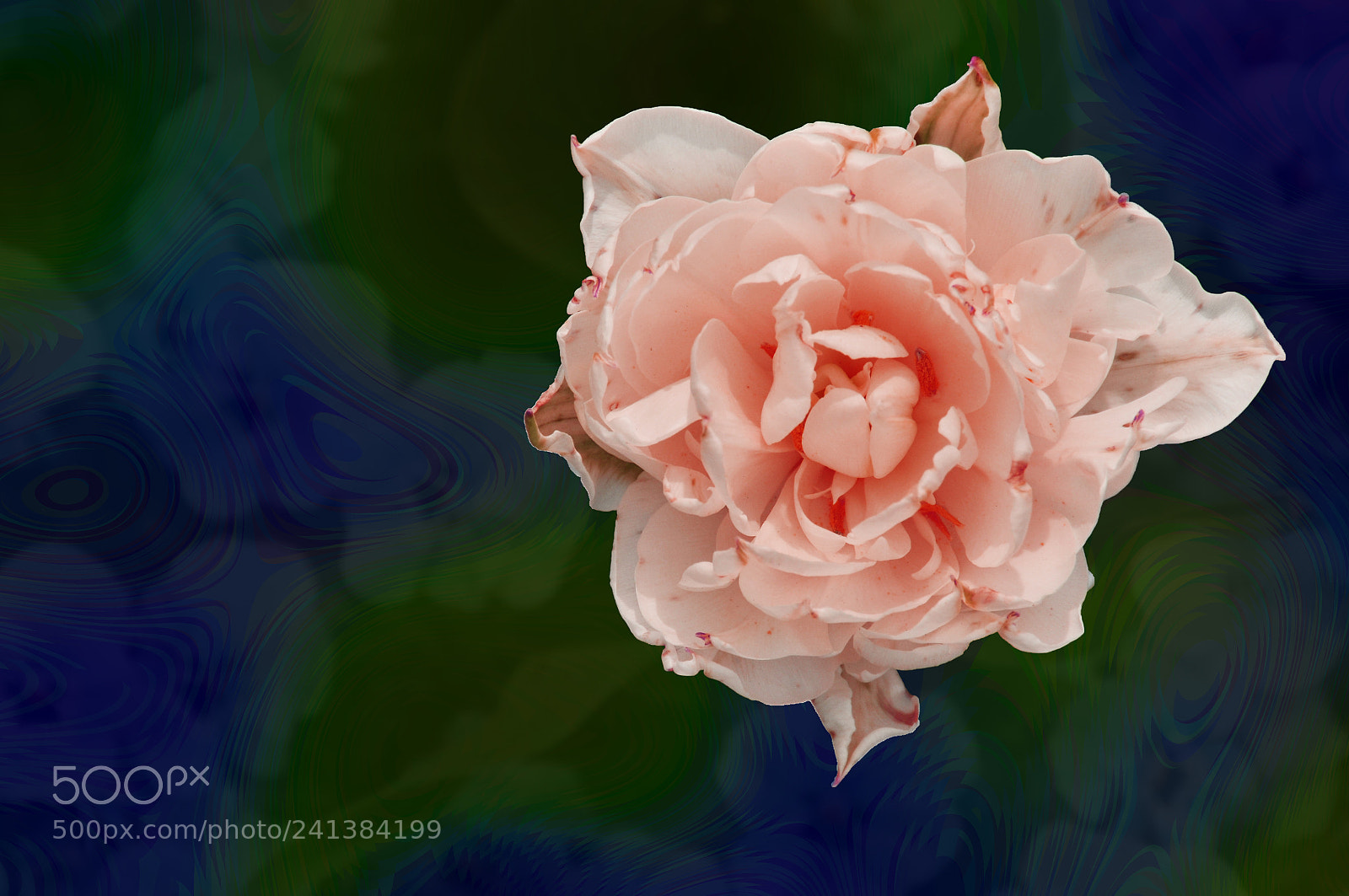 Nikon D300 sample photo. Lullaby photography