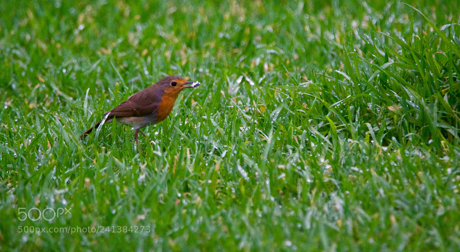 Nikon D500 sample photo. Untitled photography