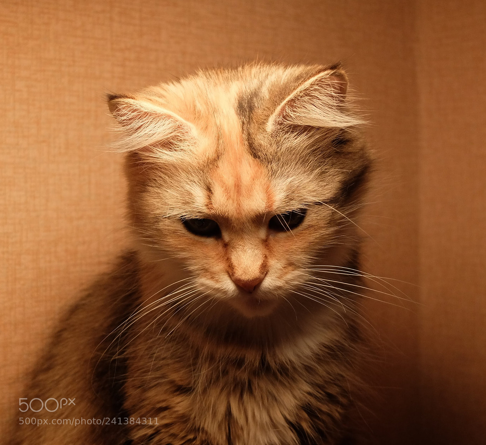Fujifilm X30 sample photo. Cat photography