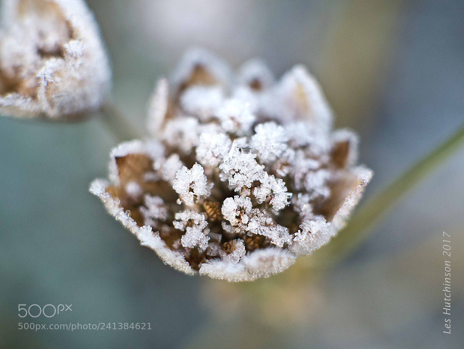 Panasonic Lumix DMC-G3 sample photo. Frosty astrantia photography