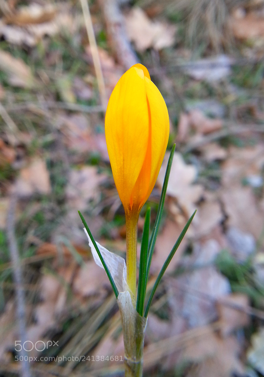Samsung Galaxy Note2 sample photo. Crocus photography