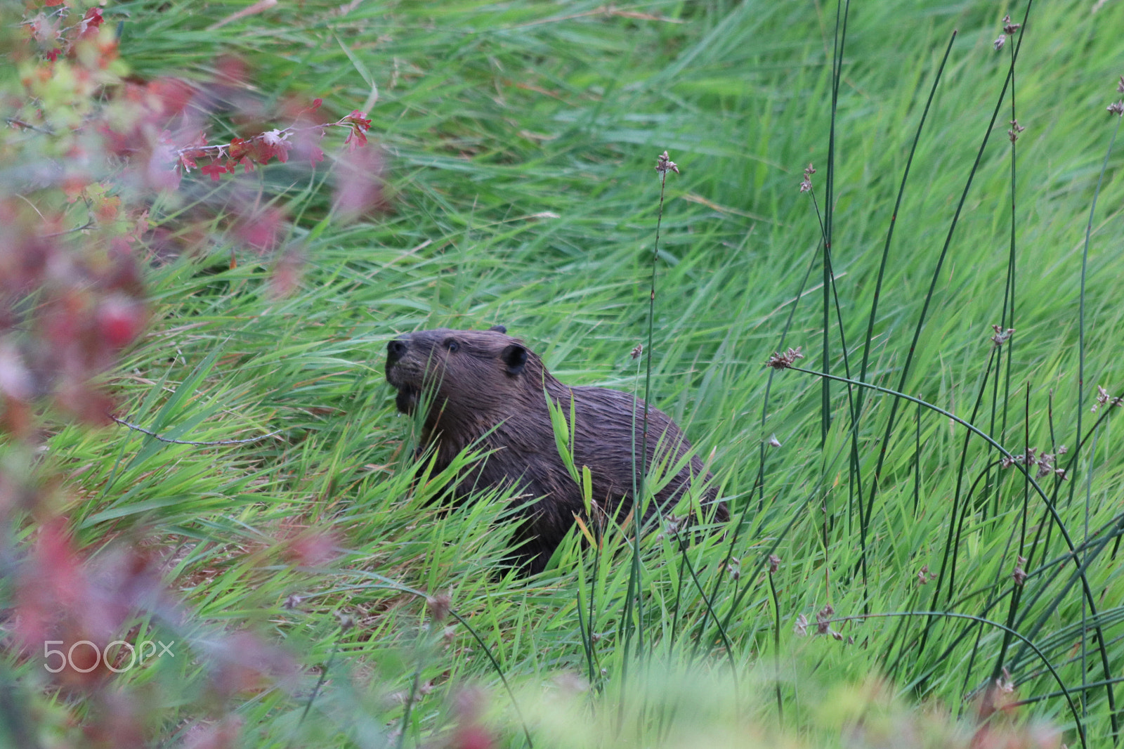 Canon EF 70-300mm F4-5.6 IS USM sample photo. Hiding in the tall grass photography