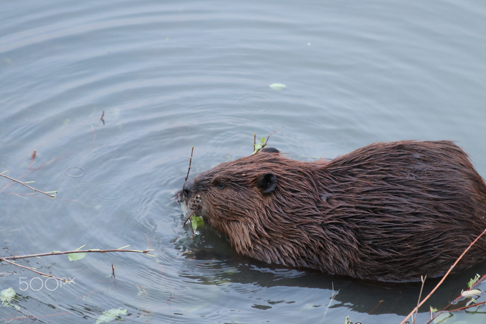 Canon EF 70-300mm F4-5.6 IS USM sample photo. Snacking in the water photography