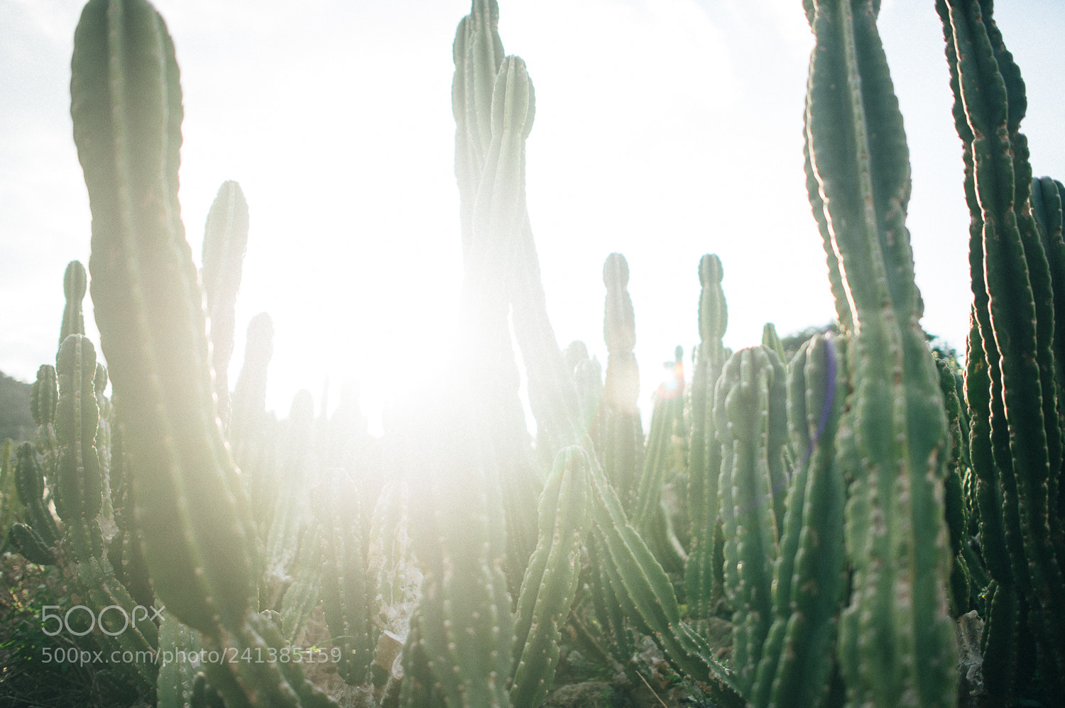 Nikon Df sample photo. Untitled photography
