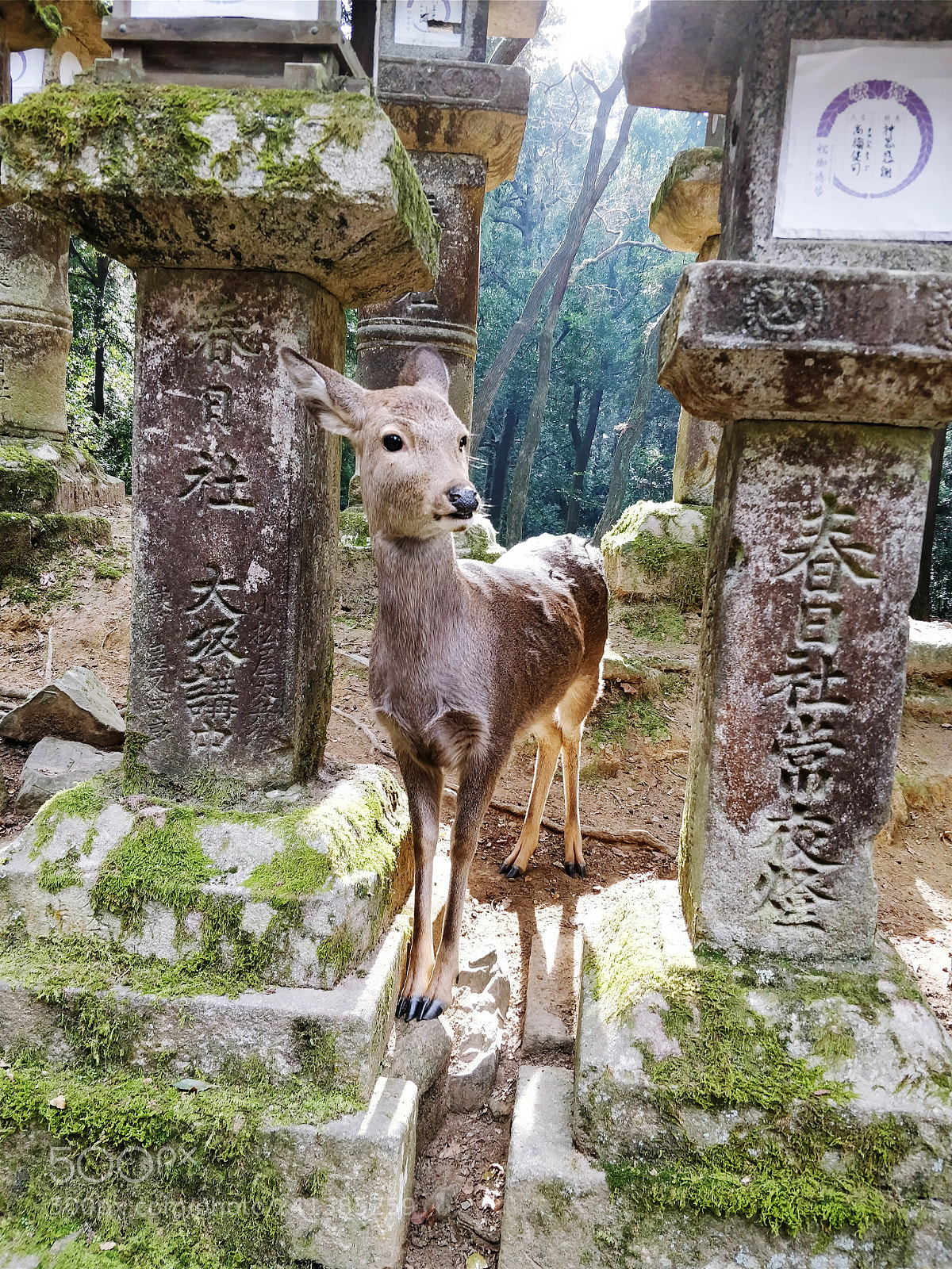 OnePlus 5 sample photo. 春日大社 photography