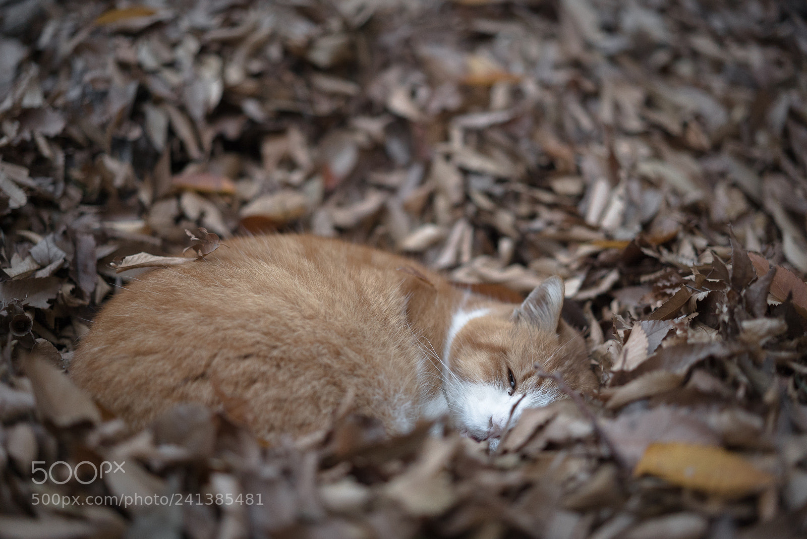 Sony a7S II sample photo. Bed made of fallen photography