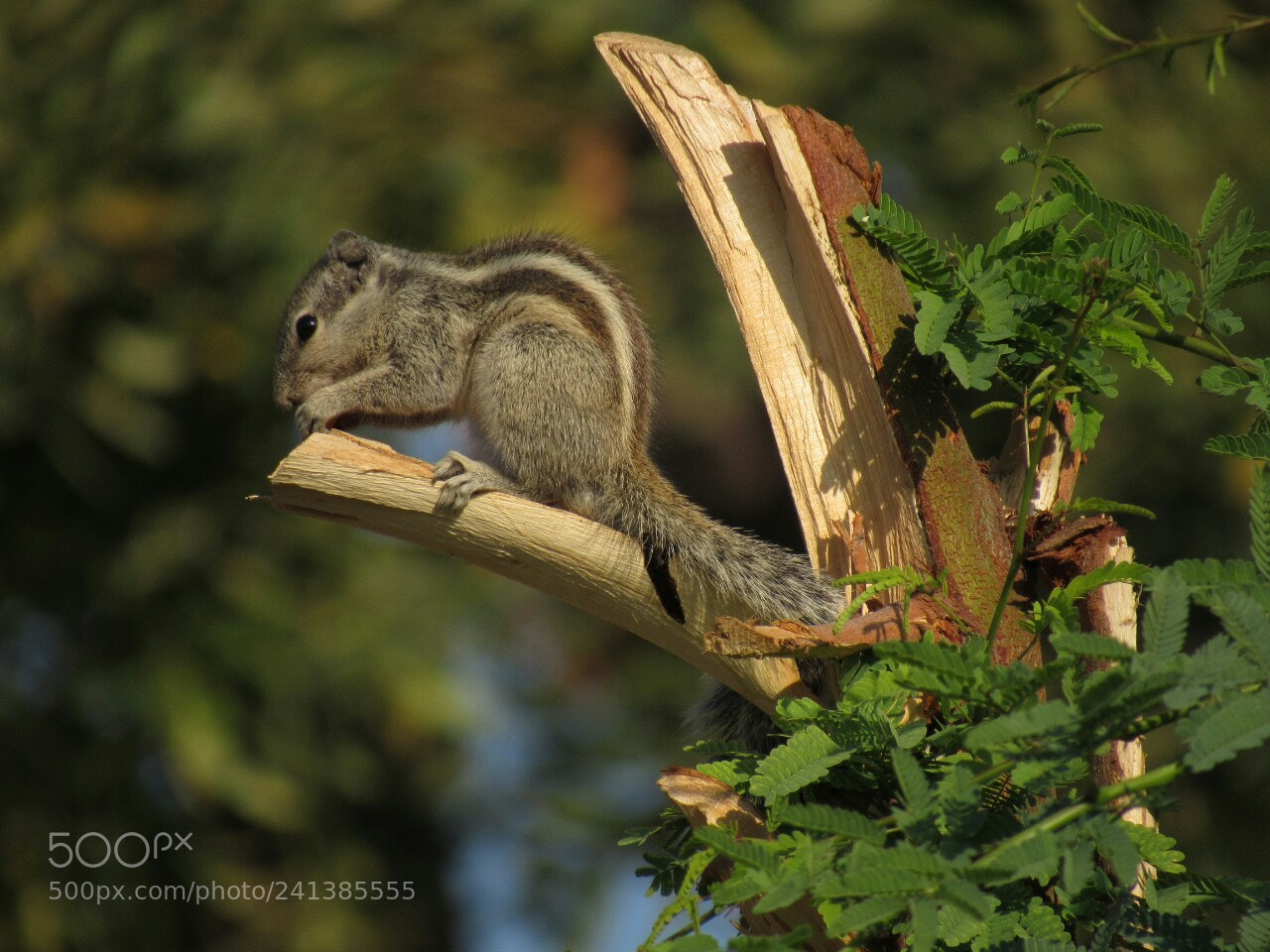 Canon PowerShot SX530 HS sample photo. Squirrel photography