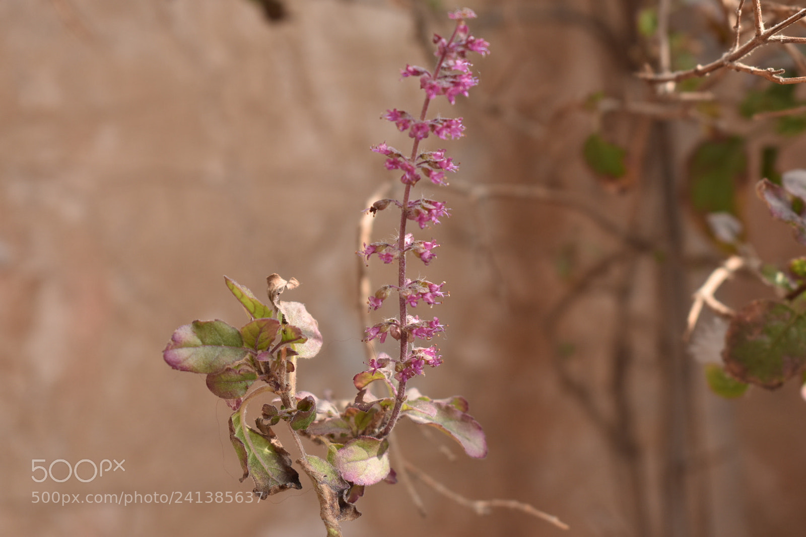 Nikon D3400 sample photo. Pink hue photography