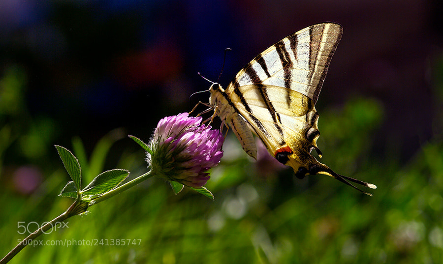 Pentax K20D sample photo. Summer light photography
