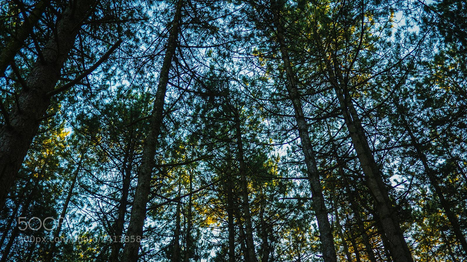 Panasonic Lumix DMC-GH3 sample photo. Forest photography