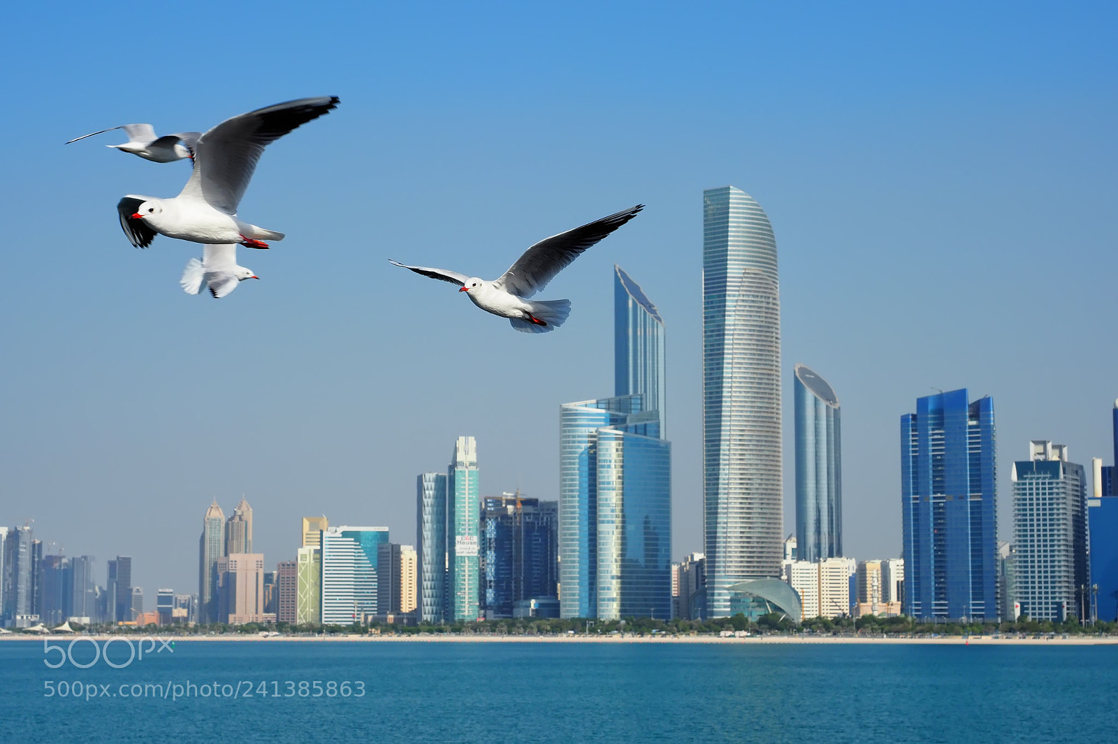 Olympus OM-D E-M1 Mark II sample photo. Seagulls photography