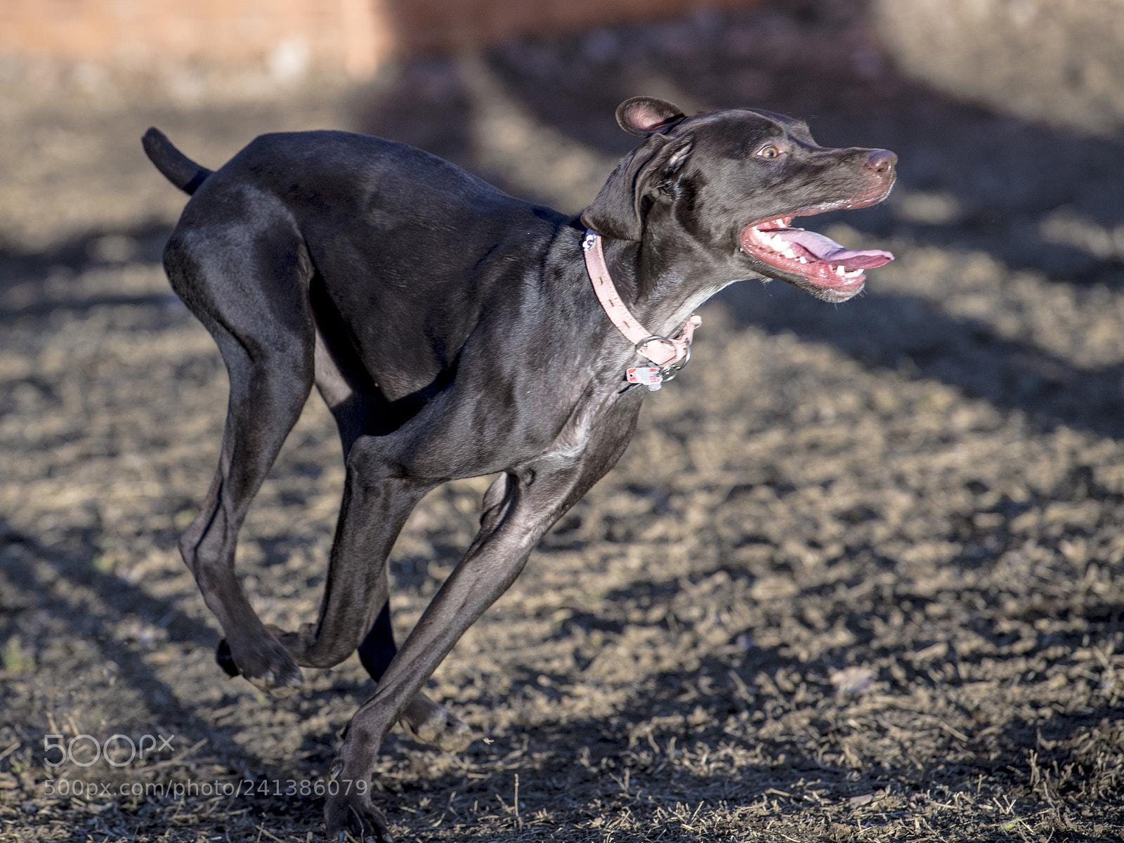 Nikon D5 sample photo. Speedster 2 photography