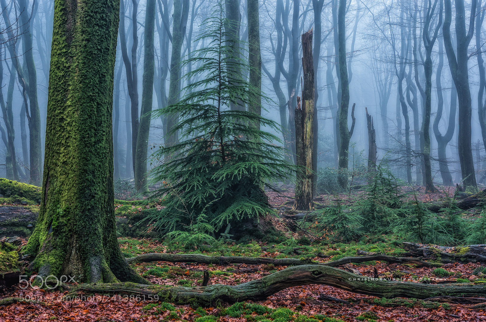 Nikon D4 sample photo. Foggy photography