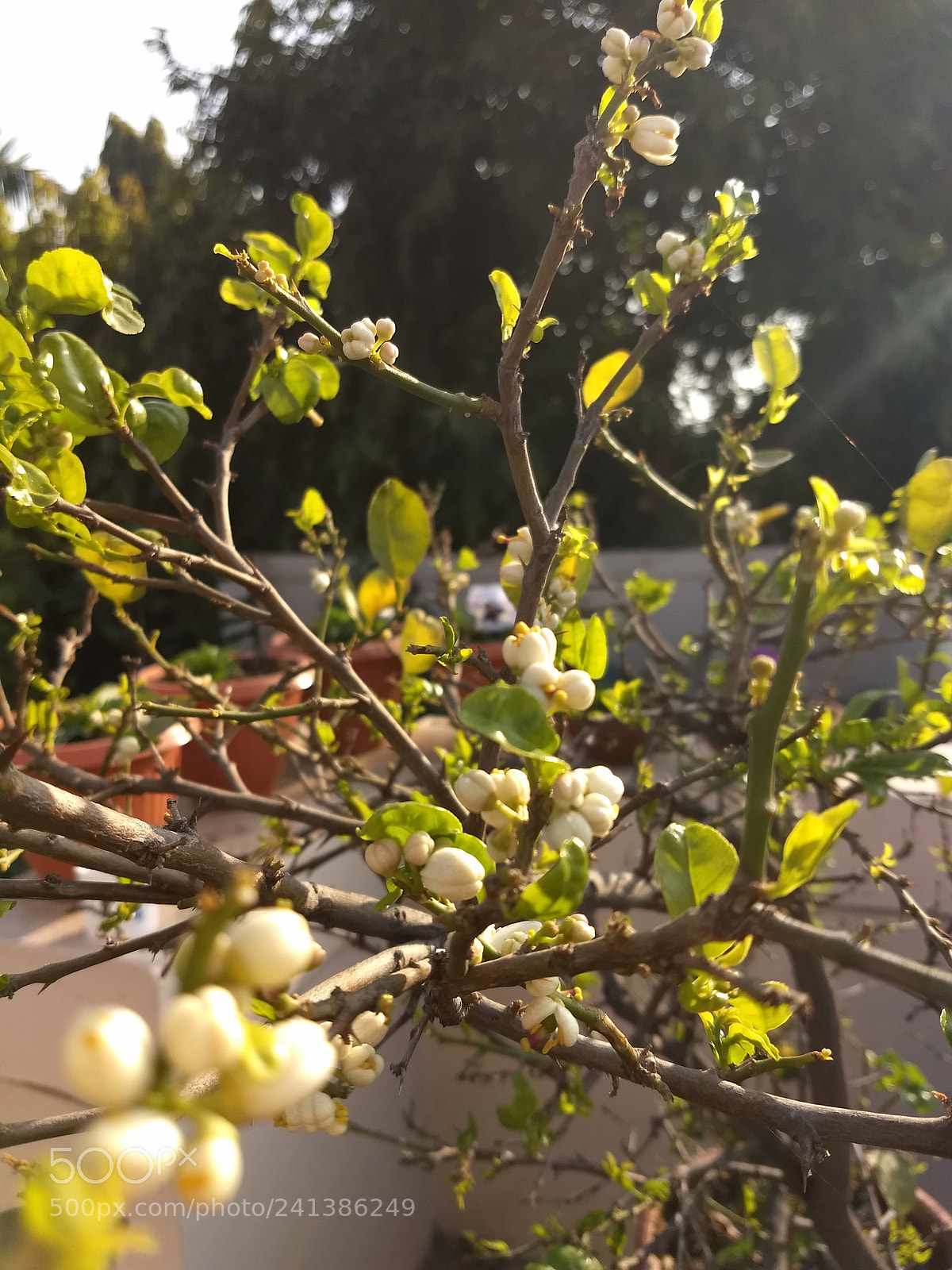 Motorola Moto Z (2) Play sample photo. Untitled photography