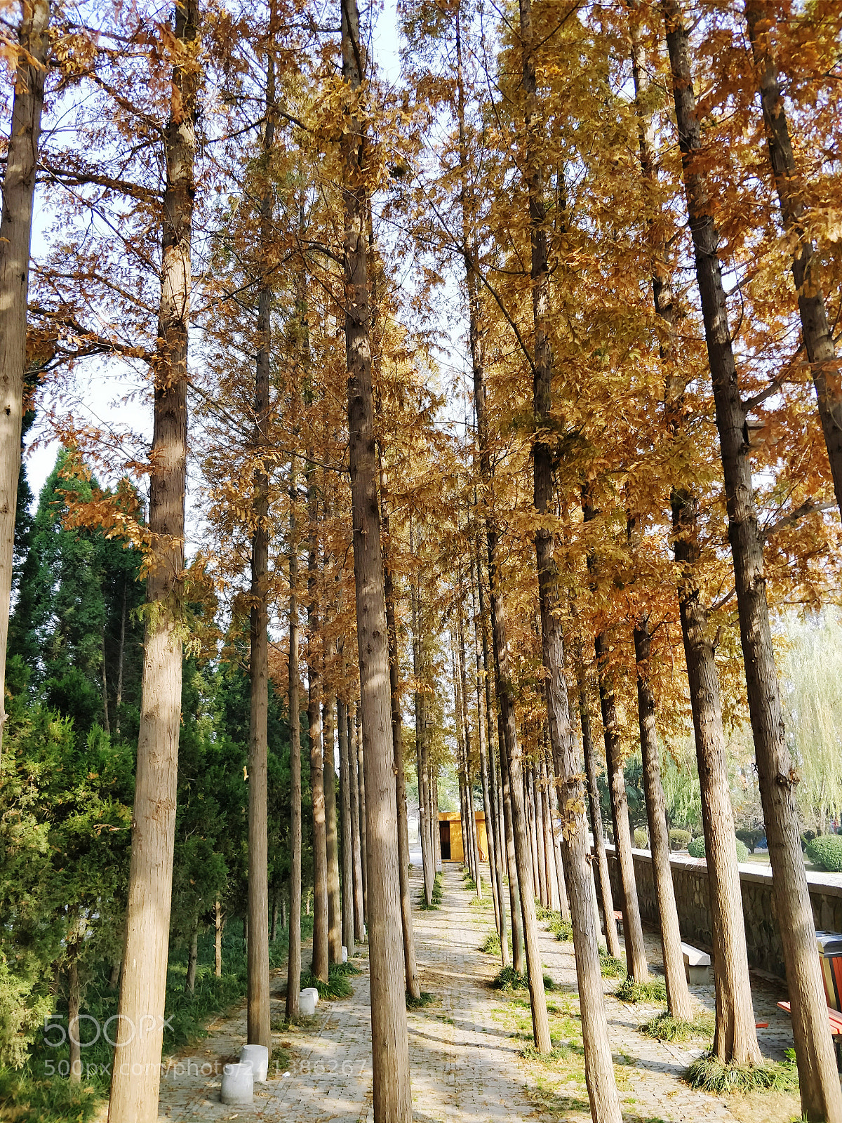 OnePlus 5 sample photo. Autumn photography