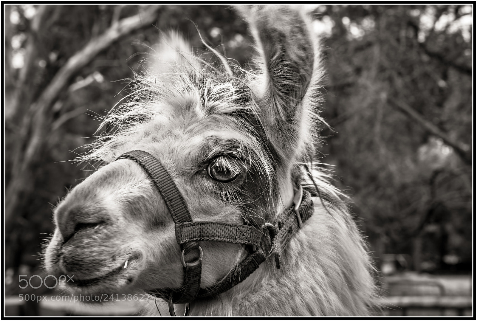 Nikon D7200 sample photo. My new mate pacha photography