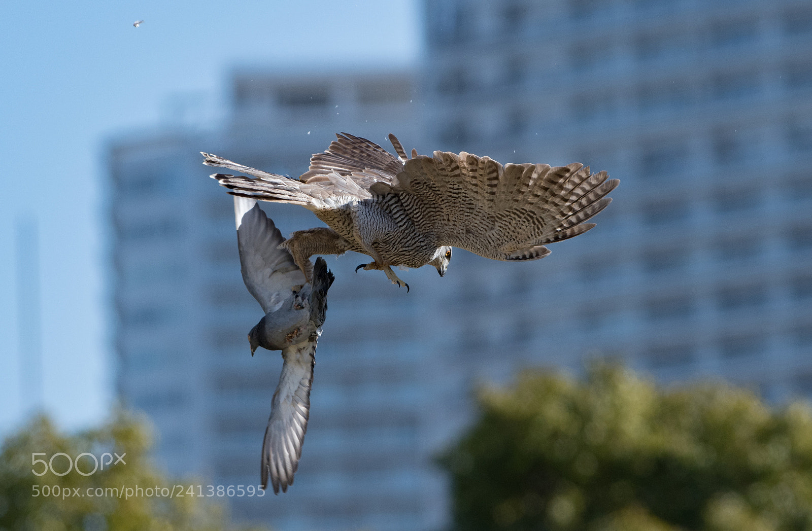 Nikon D500 sample photo. Hunting photography