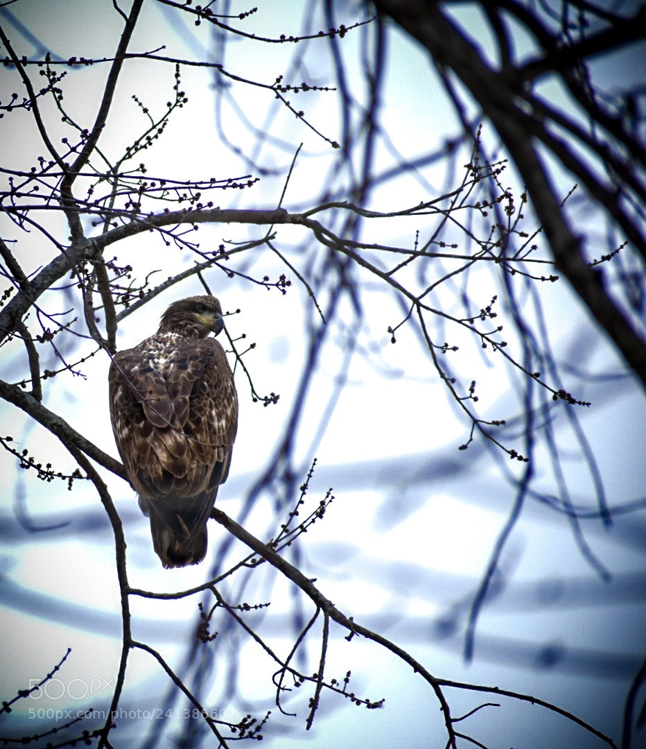 Nikon D3400 sample photo. Eagle waiting on lunch photography