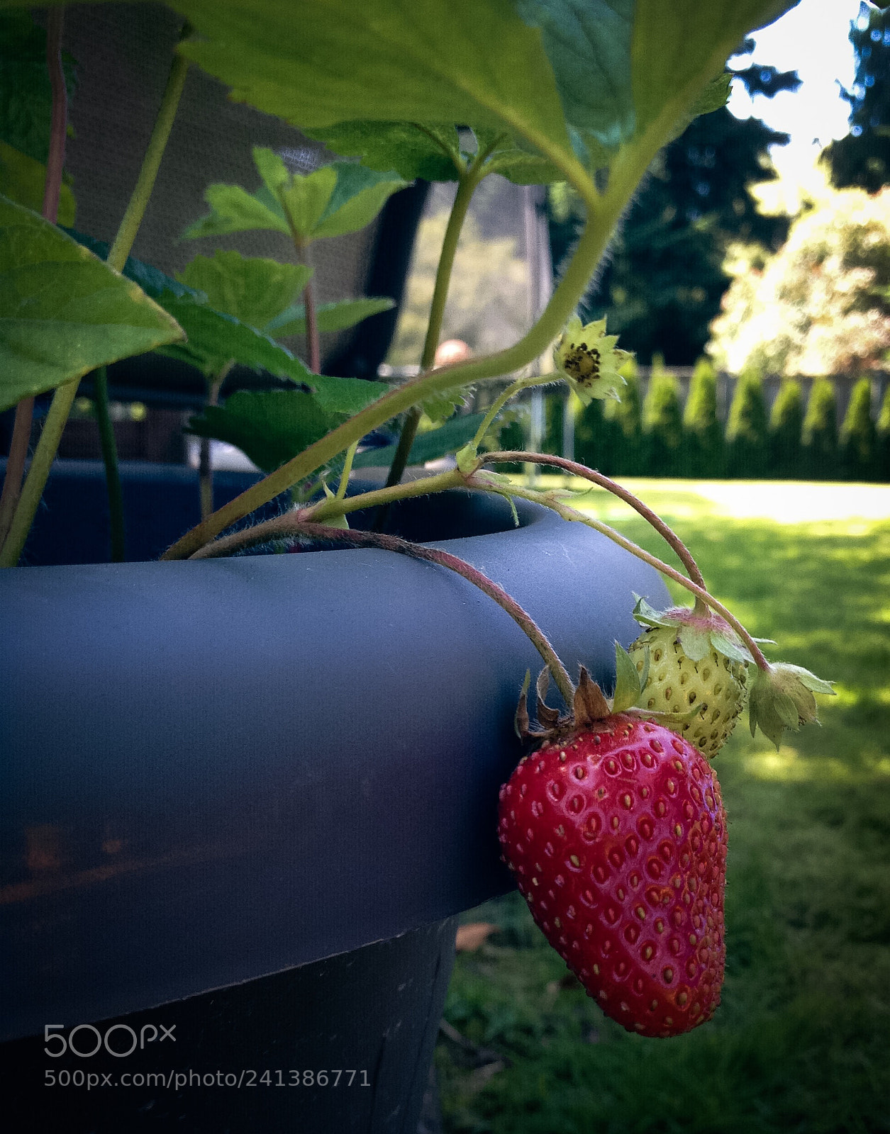 Apple iPhone 4S sample photo. Untitled photography
