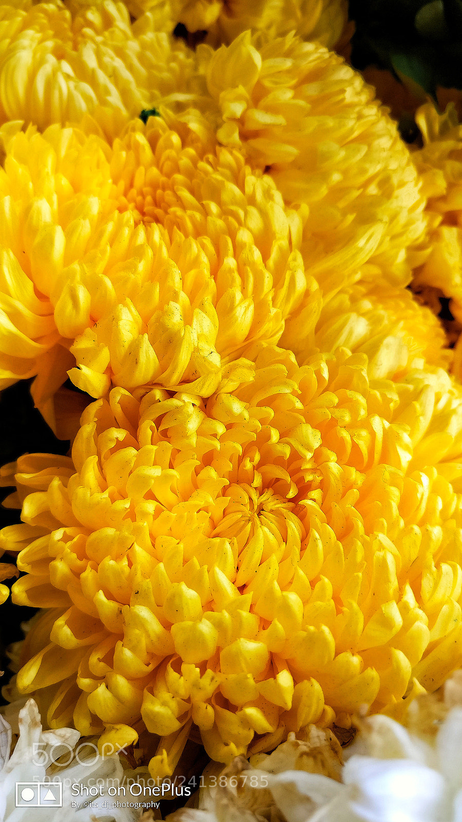 OnePlus A3003 sample photo. Closeup photography