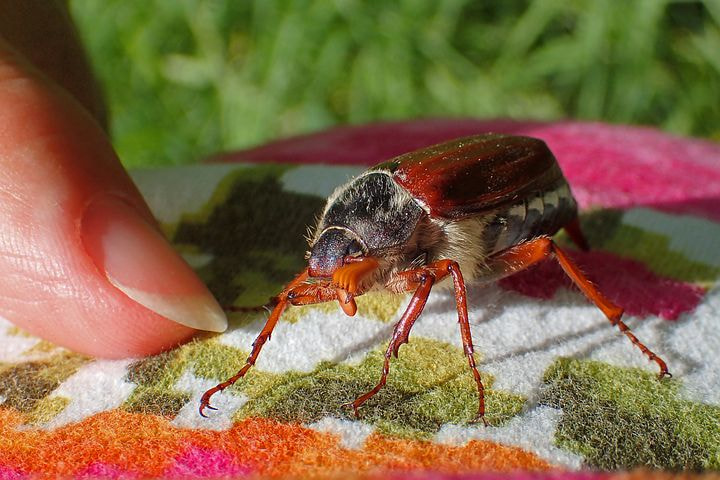 Olympus TG-3 sample photo. Nature photography