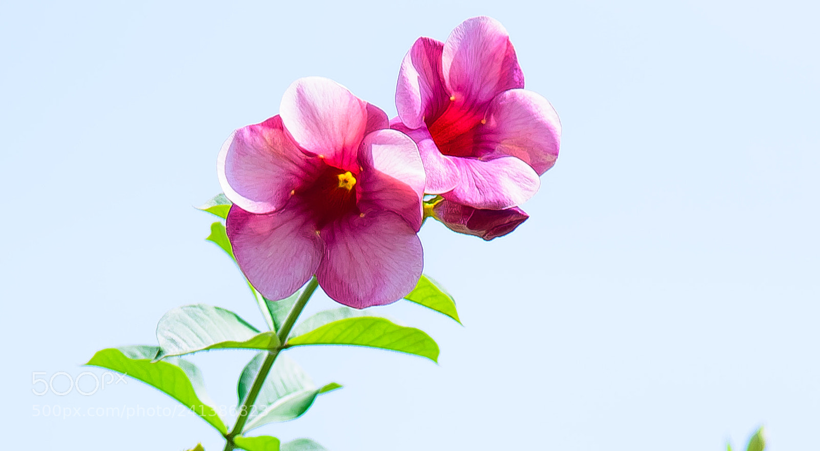 Nikon D810 sample photo. Alamandas!! photography