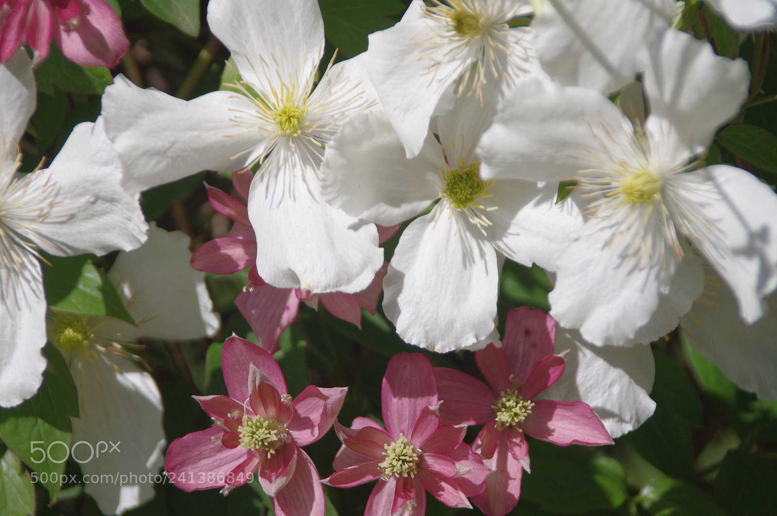 Pentax K-x sample photo. My hedge photography