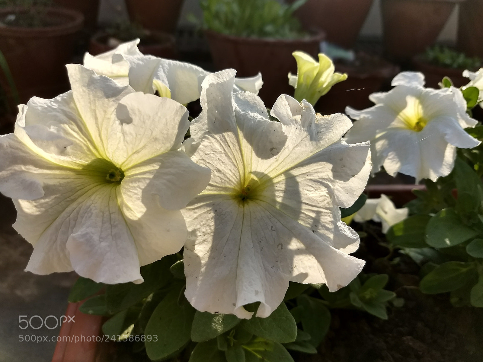 Motorola Moto Z (2) Play sample photo. Untitled photography
