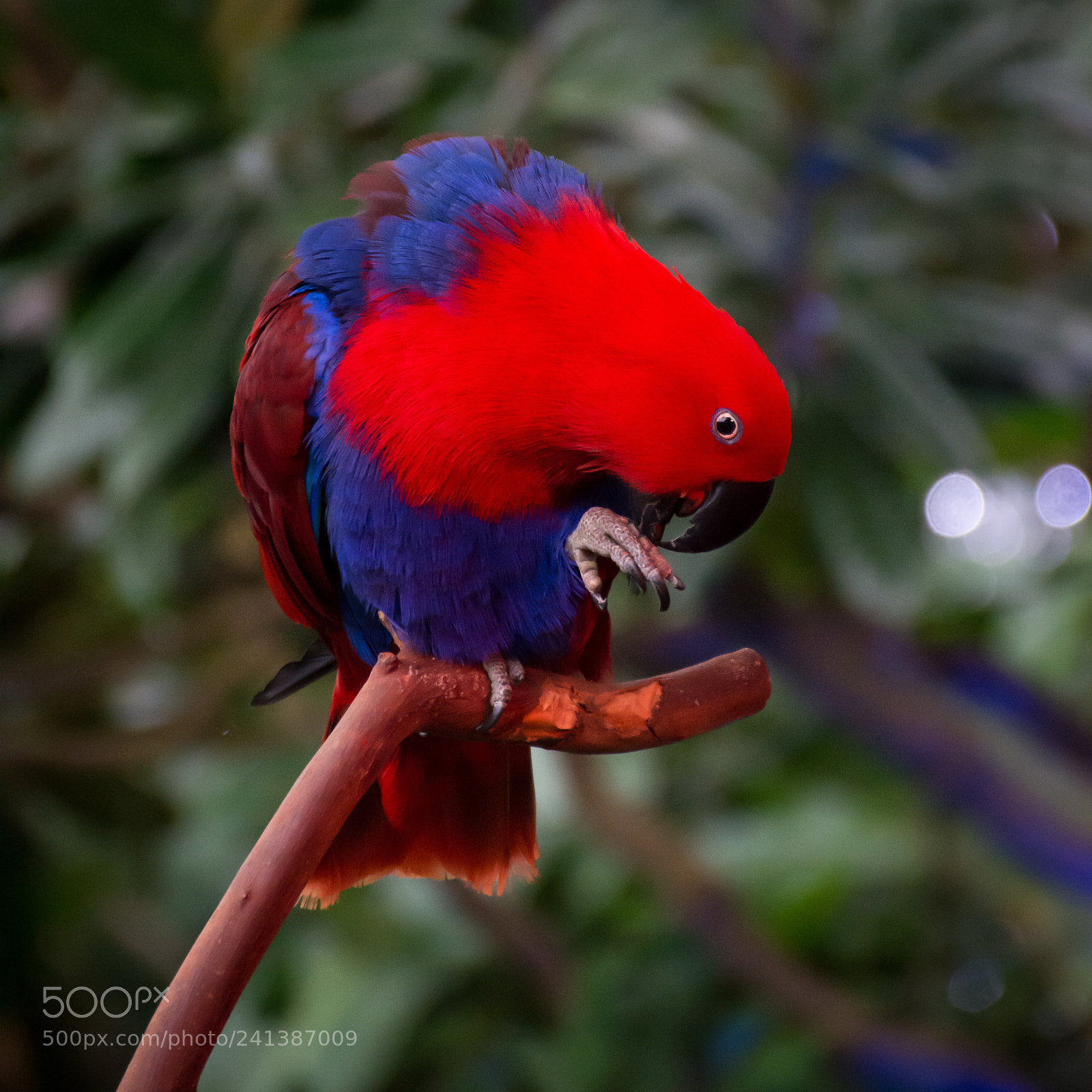 Nikon D7100 sample photo. Eclectus photography