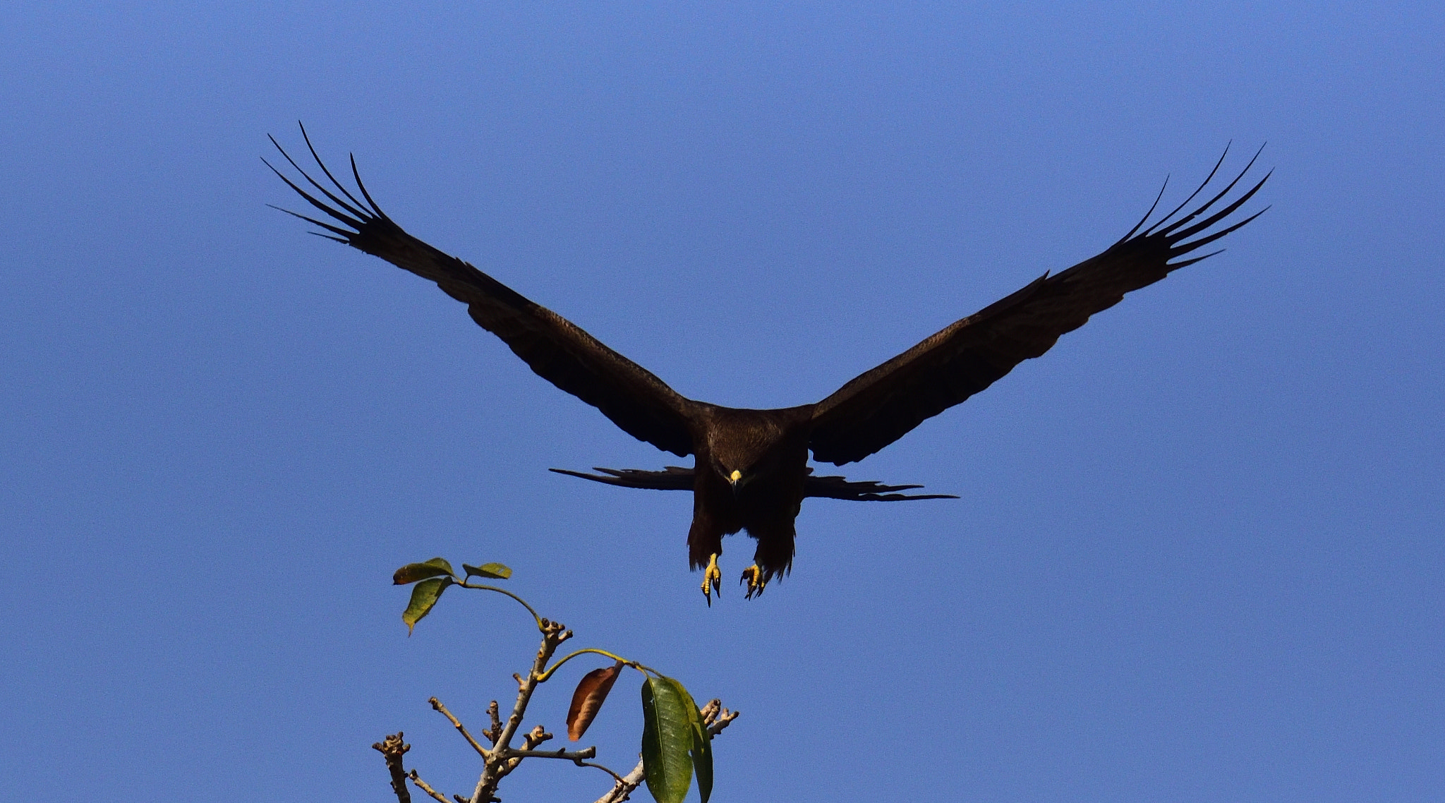 Nikon AF-S Nikkor 200-500mm F5.6E ED VR sample photo