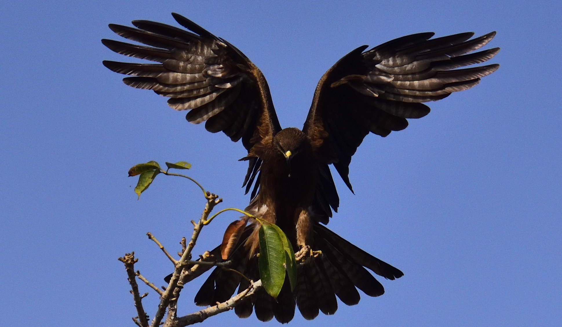 Nikon AF-S Nikkor 200-500mm F5.6E ED VR sample photo
