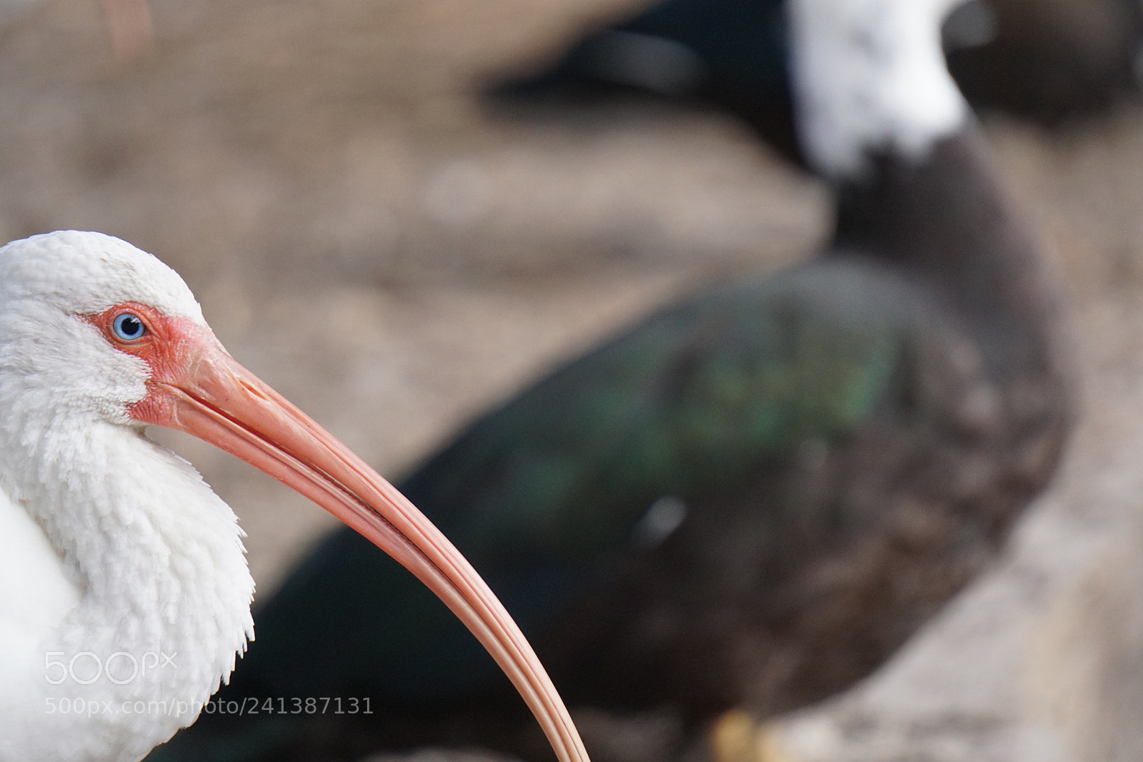 Sony E 55-210mm F4.5-6.3 OSS sample photo. Bird break photography