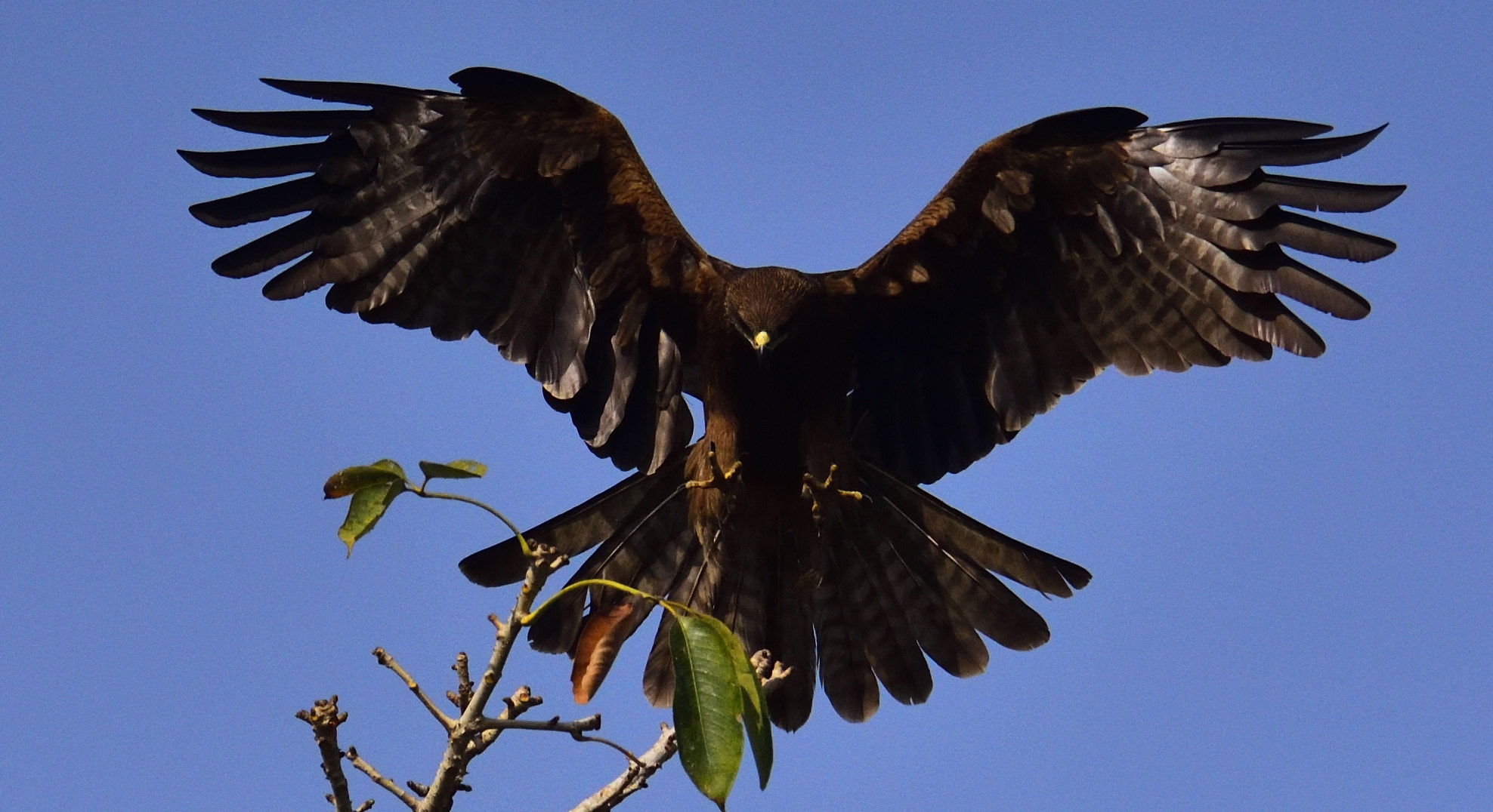 Nikon AF-S Nikkor 200-500mm F5.6E ED VR sample photo