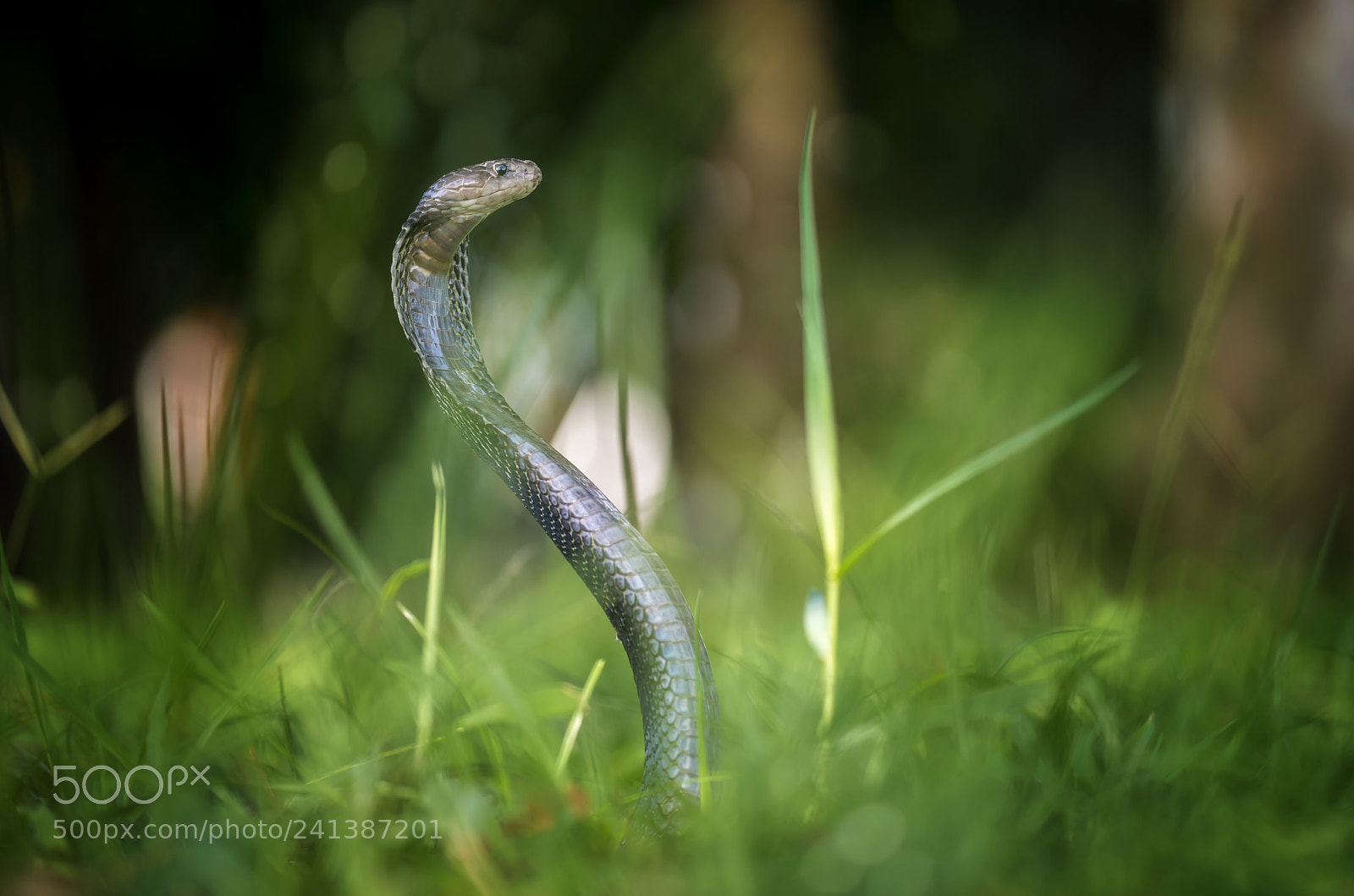 Nikon D800 sample photo. Snake, cobra, sobra snake photography