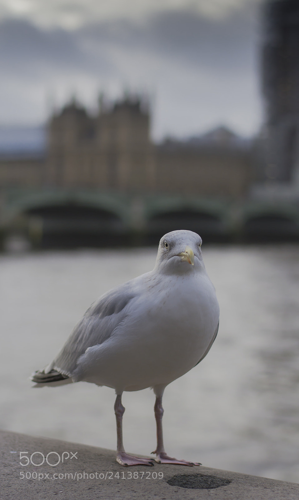 Nikon D3100 sample photo. Westminster seagull photography