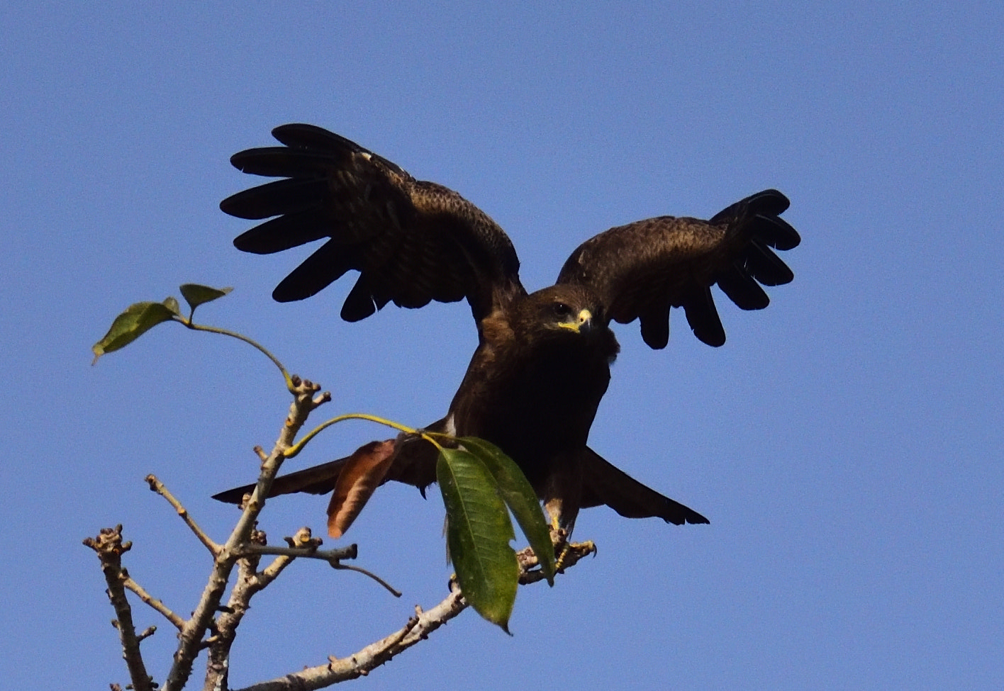 Nikon AF-S Nikkor 200-500mm F5.6E ED VR sample photo