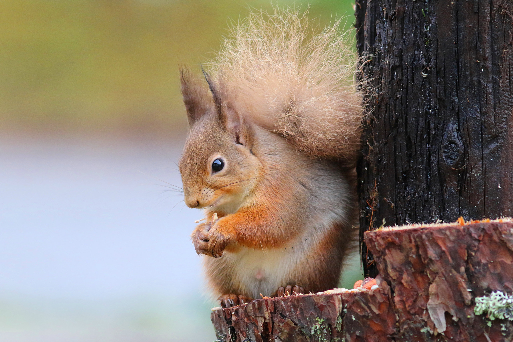 Canon EF 300mm F4L IS USM sample photo. Red squirrel photography